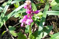 Orchis mascula