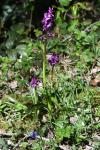Orchis mascula