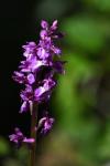 Orchis mascula