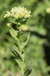 Lepidium draba
