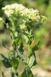 Lepidium draba