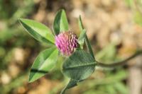 Trifolium pratense