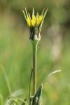 Tragopogon pratensis