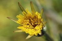 Tragopogon pratensis