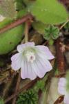 Malva neglecta
