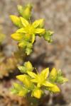 Sedum acre