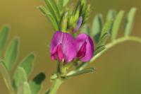 Vicia sativa