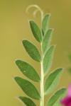 Vicia sativa