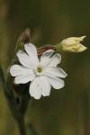 Silene latifolia