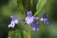 Glechoma hederacea