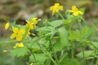 Chelidonium majus