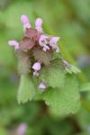 Lamium purpureum