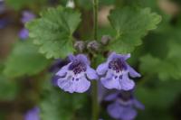 Glechoma hederacea