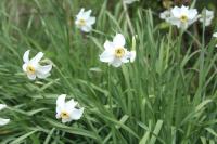 Narcissus poeticus