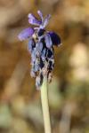 Muscari neglectum
