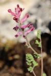 Fumaria officinalis