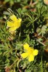 Potentilla verna