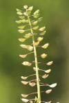 Microthlaspi perfoliatum