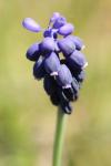 Muscari neglectum