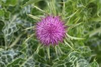 Silybum marianum
