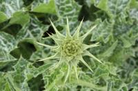 Silybum marianum