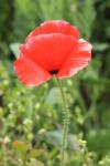 Papaver rhoeas
