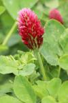 Trifolium incarnatum