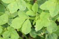 Trifolium incarnatum