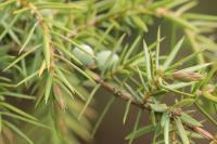 Juniperus communis