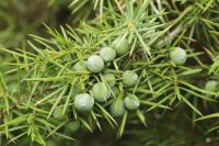 Juniperus communis