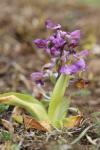 Anacamptis morio