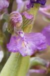 Anacamptis morio