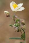 Helianthemum apenninum