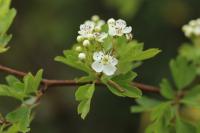 Crataegus monogyna