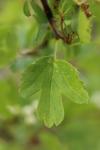 Crataegus monogyna