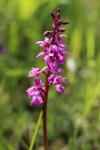 Orchis mascula