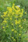 Barbarea vulgaris