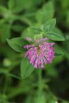 Trifolium pratense