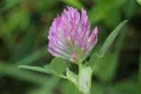 Trifolium pratense
