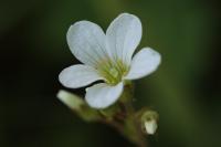 Saxifraga granulata