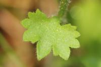Saxifraga granulata