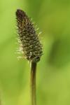 Plantago lanceolata