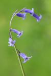 Hyacinthoides non-scripta