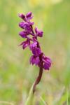 Orchis mascula