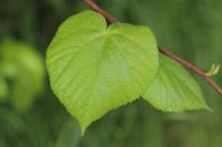 Tilia platyphyllos