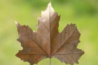 Platanus x hispanica