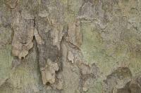 Platanus x hispanica