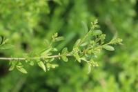 Ligustrum vulgare