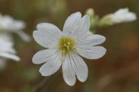 Cerastium arvense