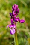 Orchis mascula